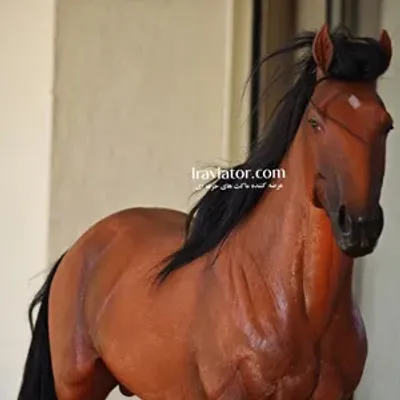 خرید ماکت فیگور حیوانات مستر زد اسب هایلار مقیاس 1/6 - مقیاس 1:6 - برند Mr.Z